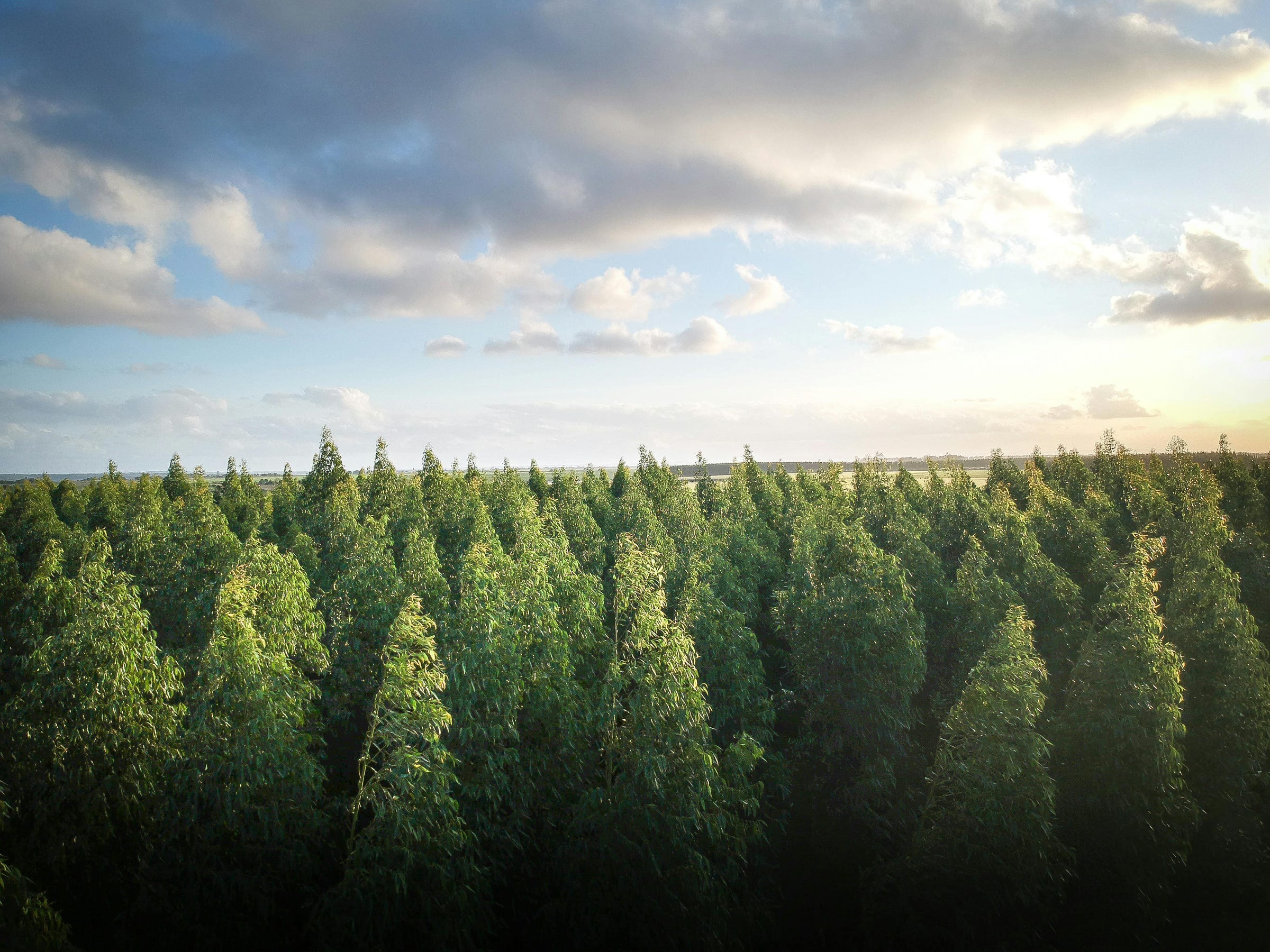 Our Commitment to the Earth